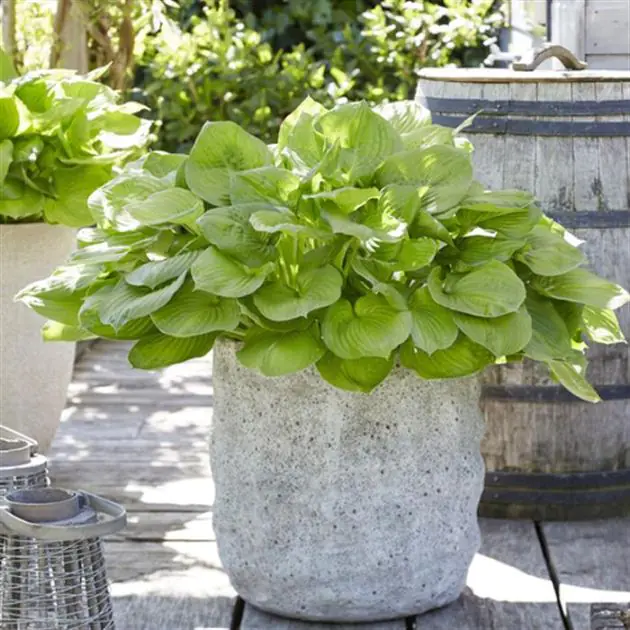 Hosta Banana Kid