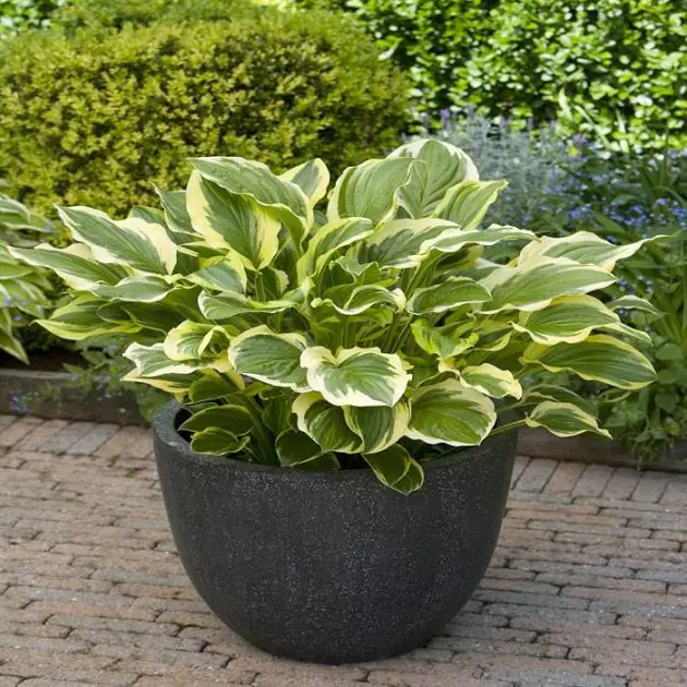 Hosta So Sweet
