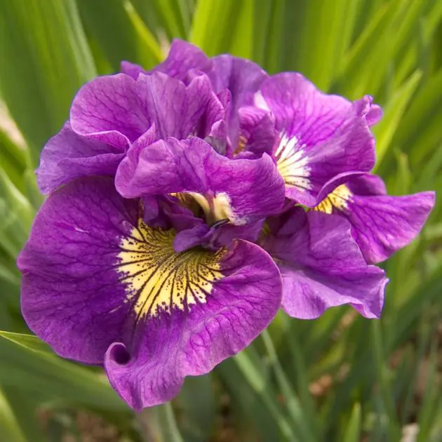 Iris Sibirica Double Standard