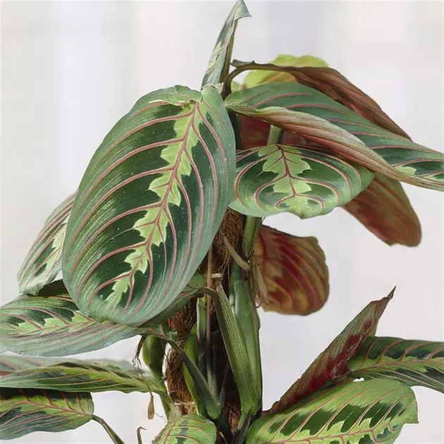 Maranta leuconeura Fascinator