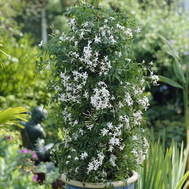 Jasminum polyanthum