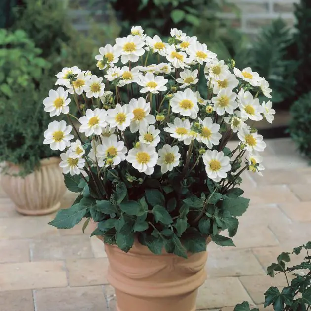 Dahlia topmix White