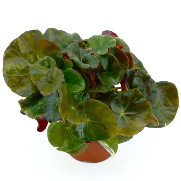 Begonia red-green round leaf