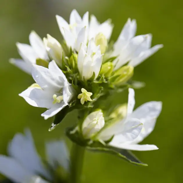 Campanula glomerata Alba