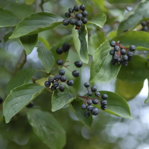 Cornus amomum Blue Cloud