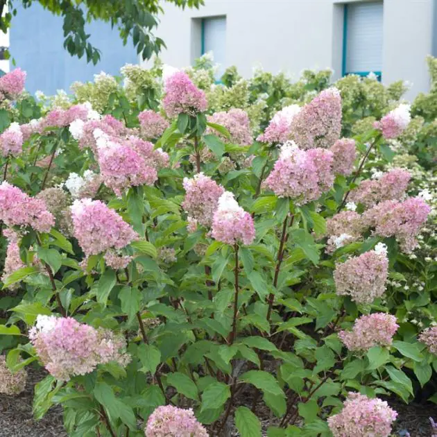 Hydrangea paniculata Sundae Fraise Â®