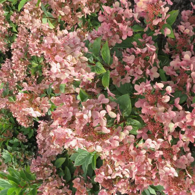 Hydrangea paniculata Polestar 
