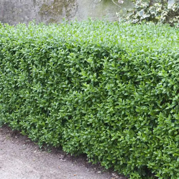 Ligustrum vulgare Atrovirens Select