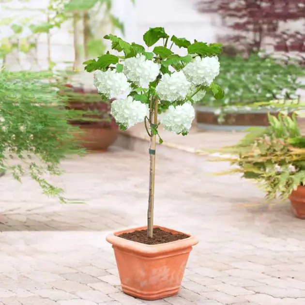 viburnum op stam