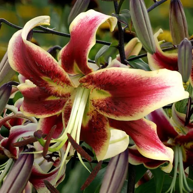 Scheherazade