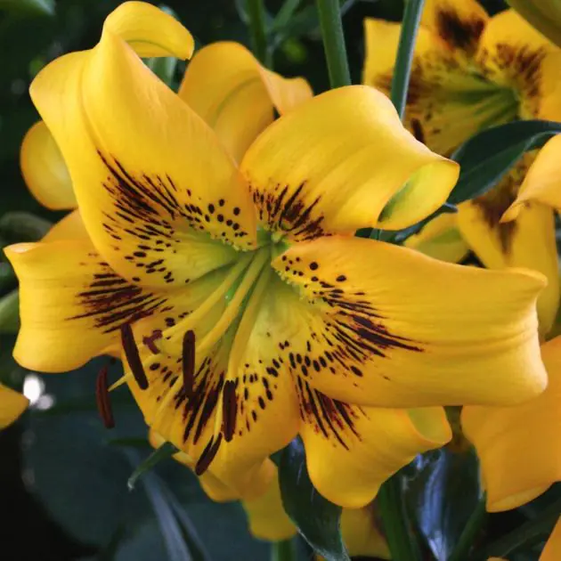 Yellow Bruse (2)