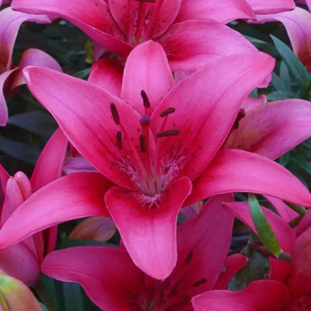 Pink County (1)