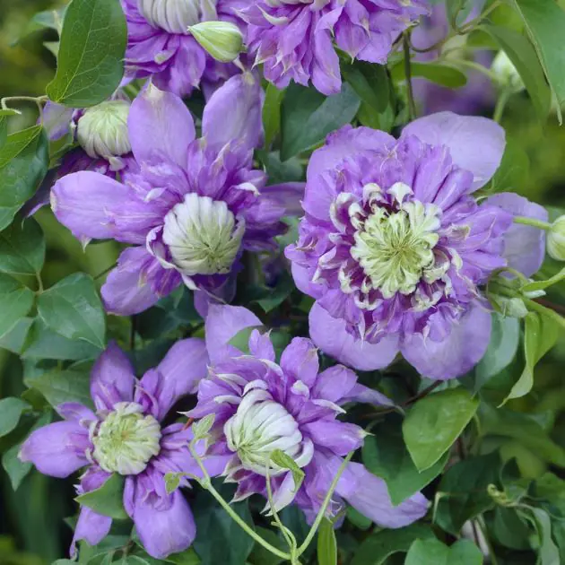 Clematis Blue Light