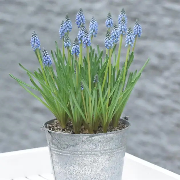 Muscari armeniacum