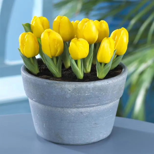 Tulipa Yellow Baby