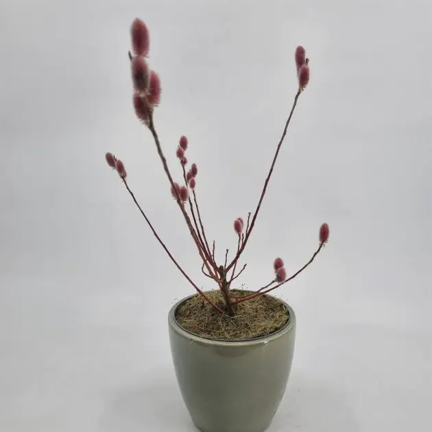 Salix Mount Aso