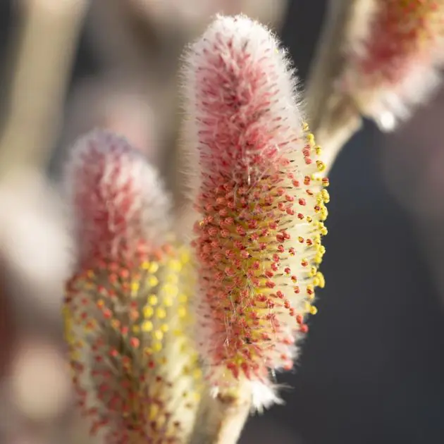 Salix gracilistyla Mt. Aso
