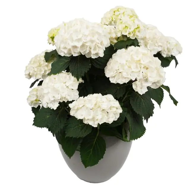 Hydrangea m Hi Crystal Palace 02