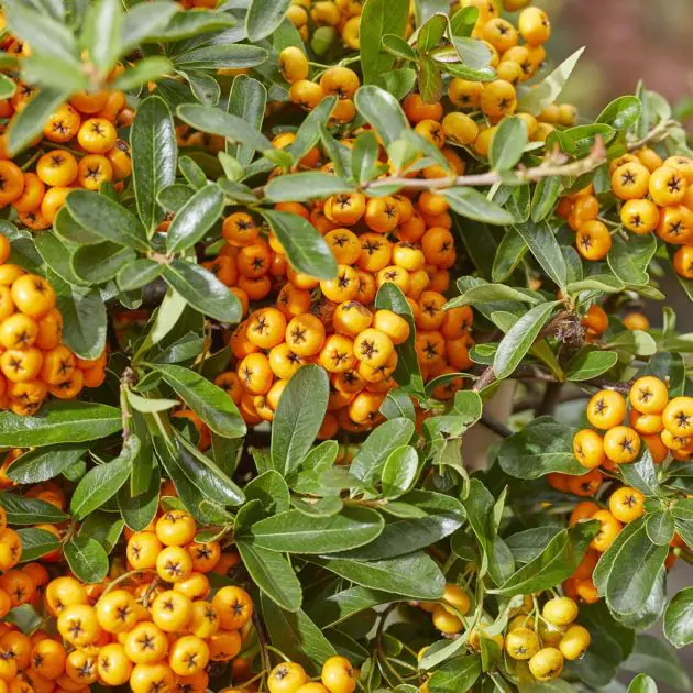 Pyracantha Sunny Star   third stadium (2)