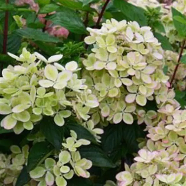 hydrangea pan pastelgreen