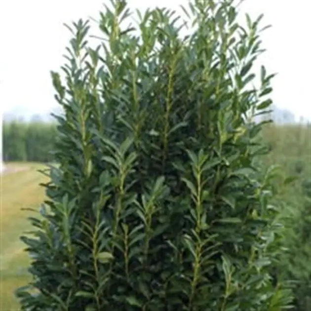 prunus laur Elly