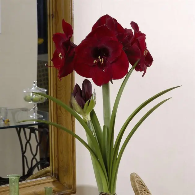 Hippeastrum Benfica