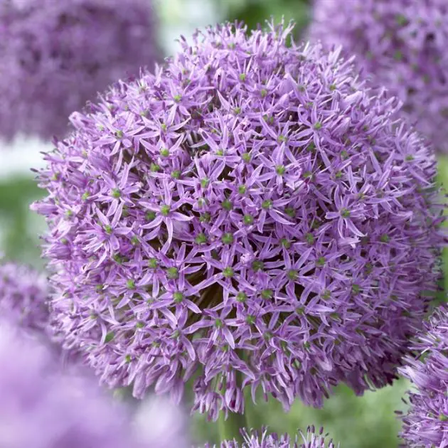 Allium Gladiator