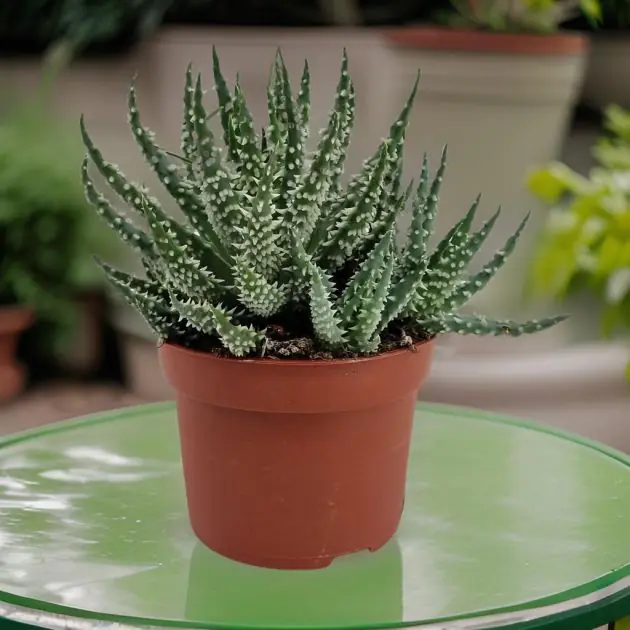 Aloe humilis shark 10