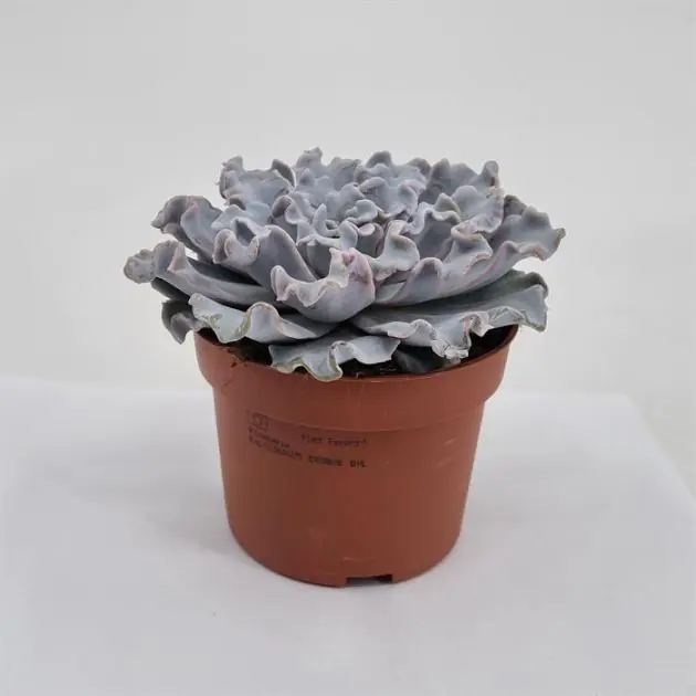 Echeveria crispy beauty 10
