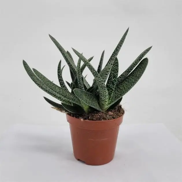Gasterria verrucosa 8