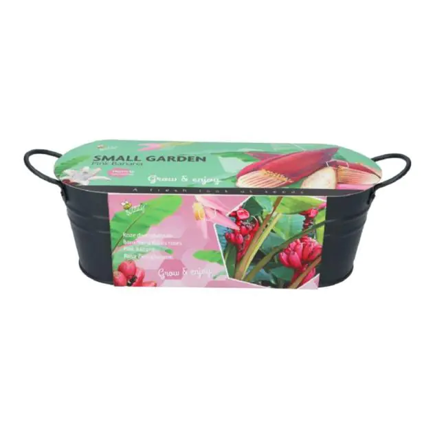 Pink Banana 085461