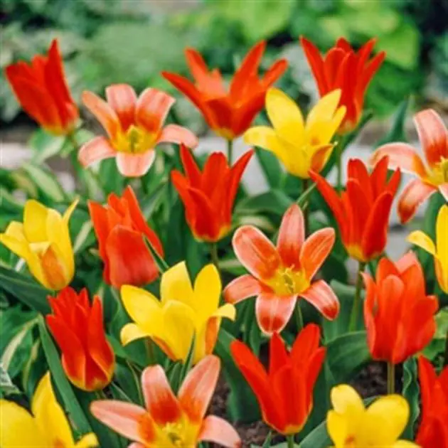 Tulipa kaufmanniana Mixed