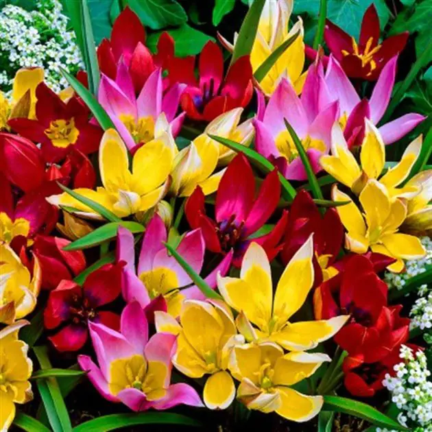 Mezcla de tulipanes botánicos