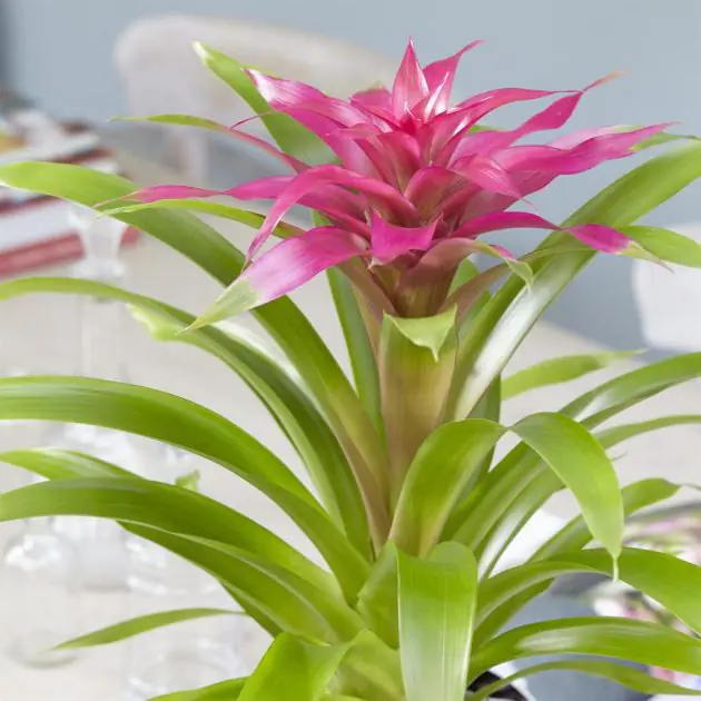 Bromelia Guzmania Pink