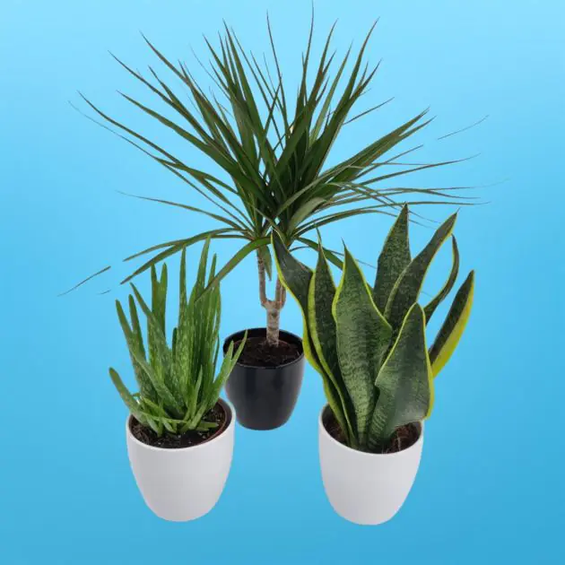 Dracaena Marginata  Aloe Vera Sansevieria Superba