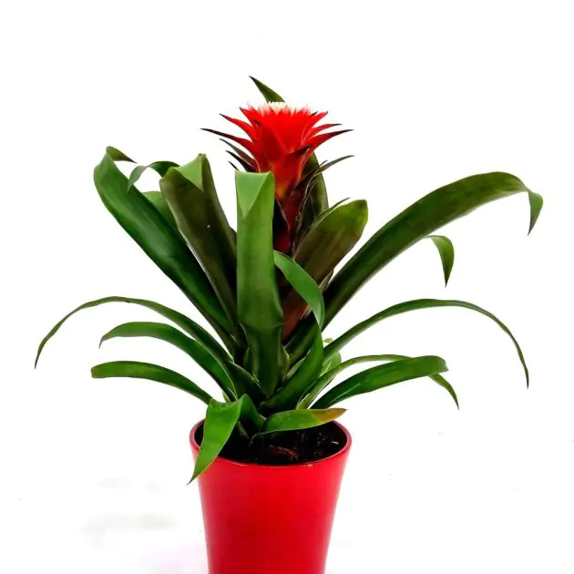 Guzmania Hope v2