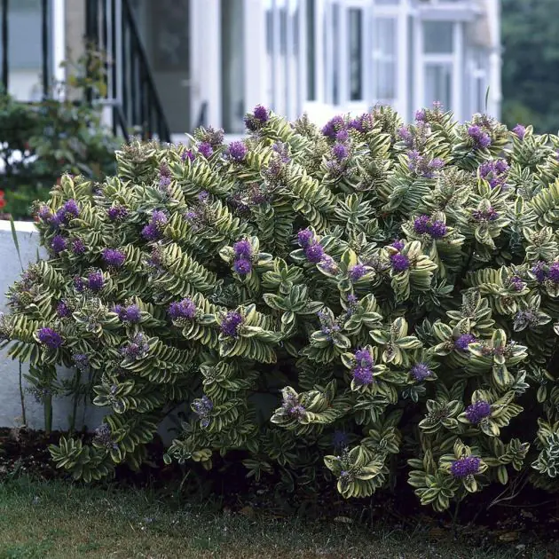 Hebe Andersonii Variegata