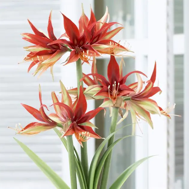Hippeastrum Merenque