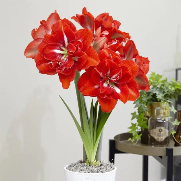 Amaryllis Happy Nymph