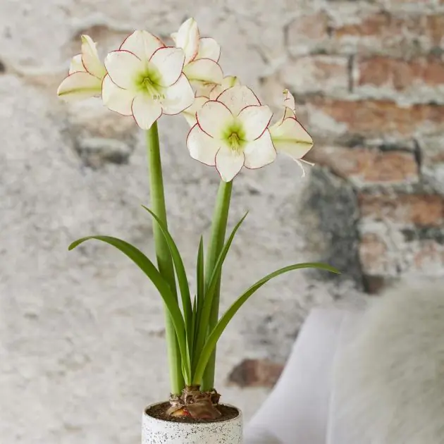 Amaryllis Picasso