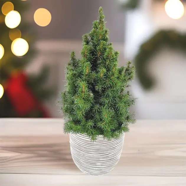 Picea conica 9 cm pot