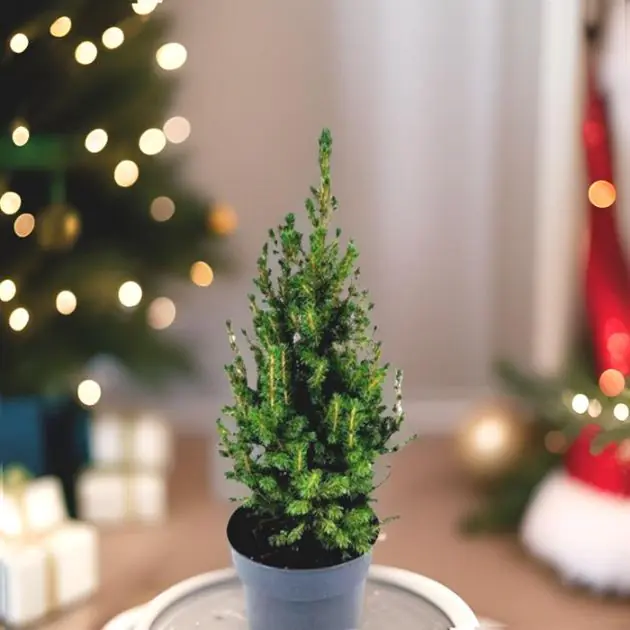 Picea conica 21 cm pot