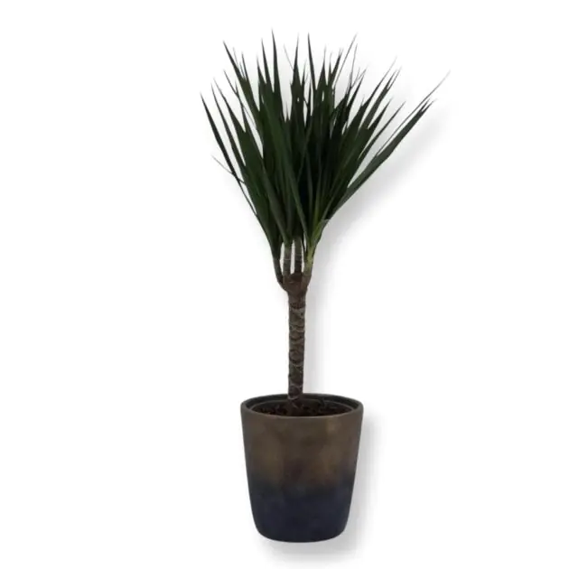 Dracaena Marginata 11 cm