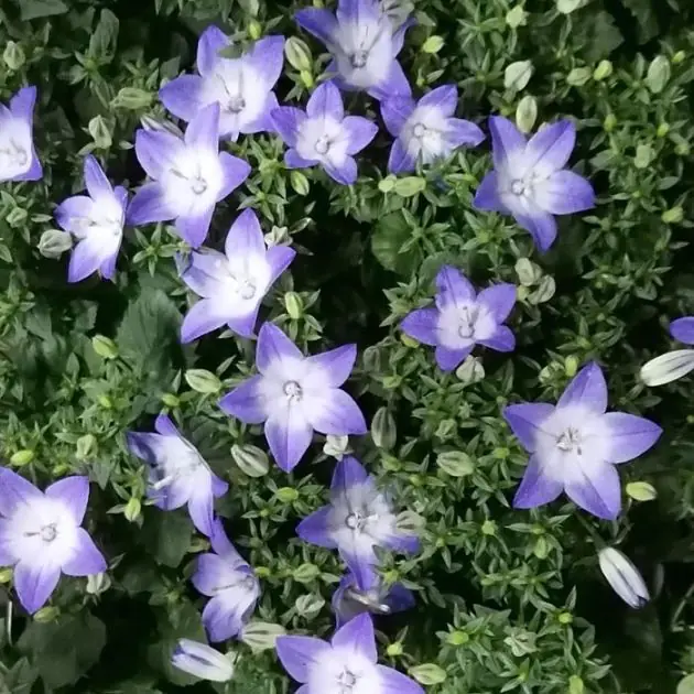 Campanula isophylla Berlin Bicolor