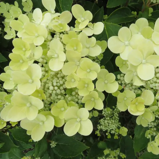 Hydrangea paniculata POLESTAR 20210629 3