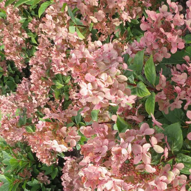 Hydrangea paniculata Polestar 20200822 3