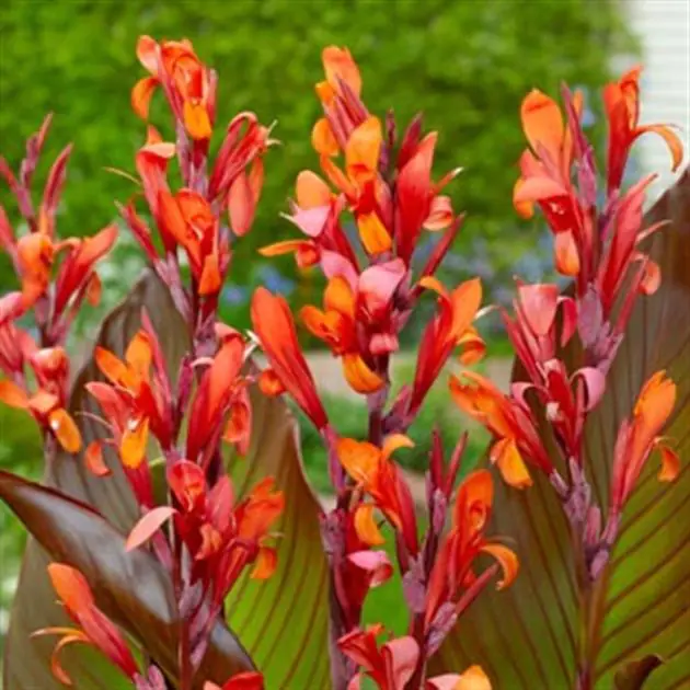 Cann Red_stripe