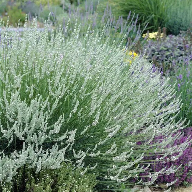 Lavandula Edelweis