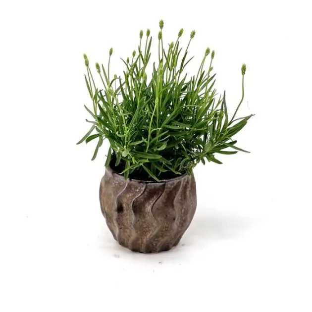 Lavandula Edelwise 12 cm pot