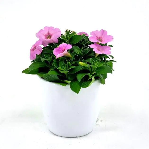 Petuni Pink